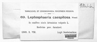 Leptosphaeria caespitosa image